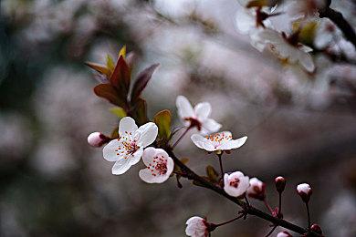 IGN《GTA6》游玩平台调查：只有17%愿意等PC版